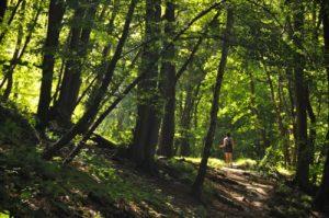 Arboretum de la Vecquée : des travaux pour votre sécurité et la préservation du site