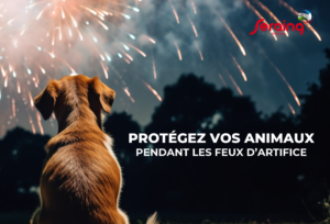 Fêtes de fin d’année: protégez nos animaux pendant les feux d’artifice