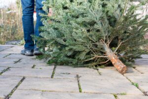 Collecte des sapins de Noël : les dates à retenir